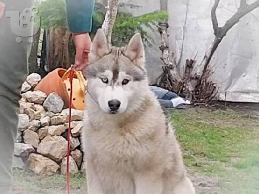Siberian Husky, αρσενικά κουτάβια
